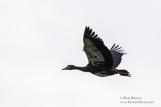 Spur-winged Goose, ML393382571