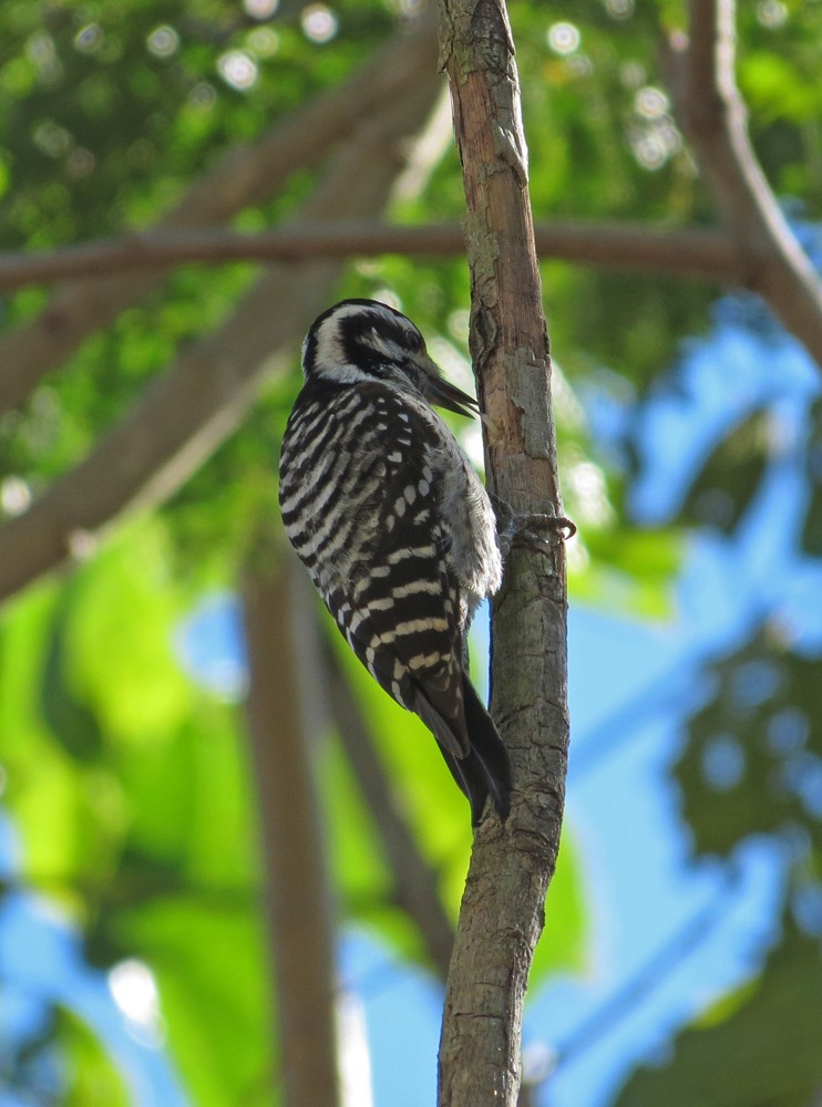 Ladder-backed Woodpecker - Sandra Dennis