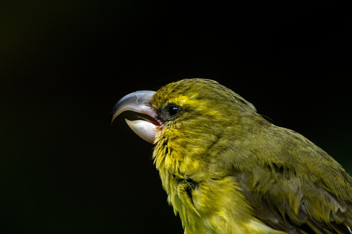 Papageischnabel-Kleidervogel - ML393384481