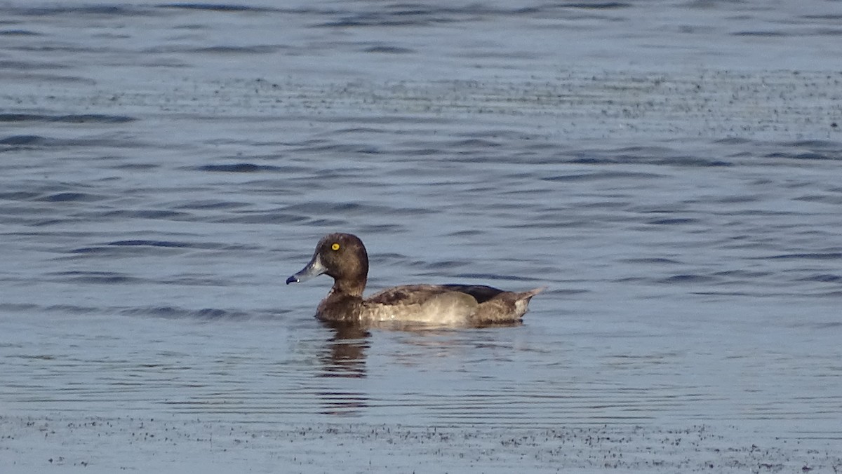 Tufted Duck - ML393384761