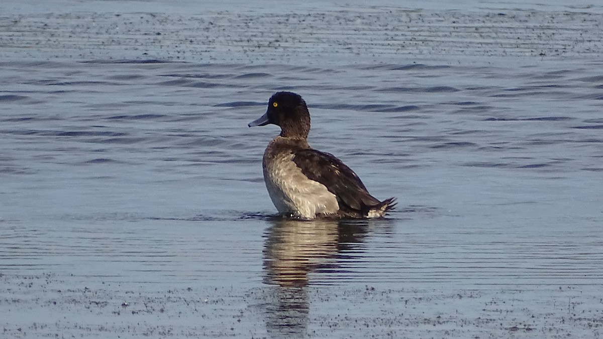 Tufted Duck - ML393384771