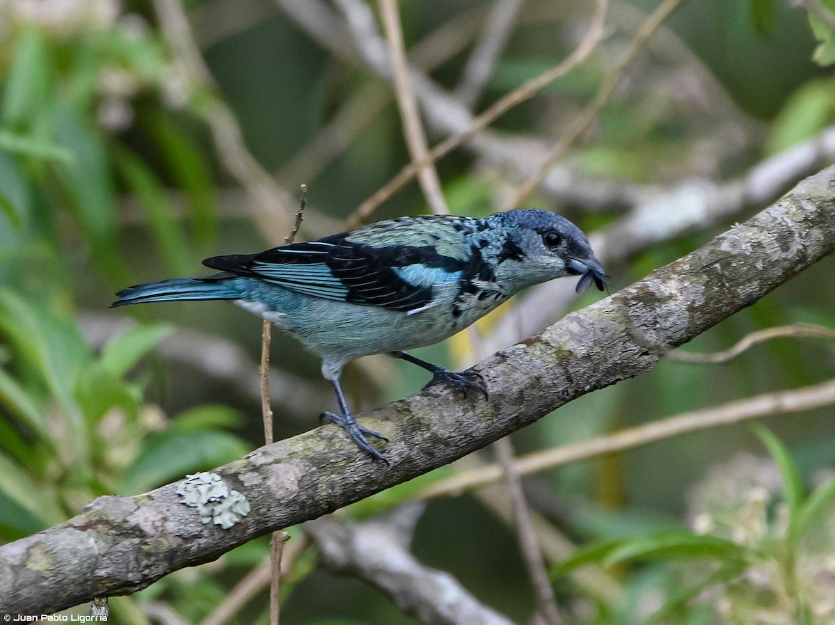 Azure-rumped Tanager - ML393386521