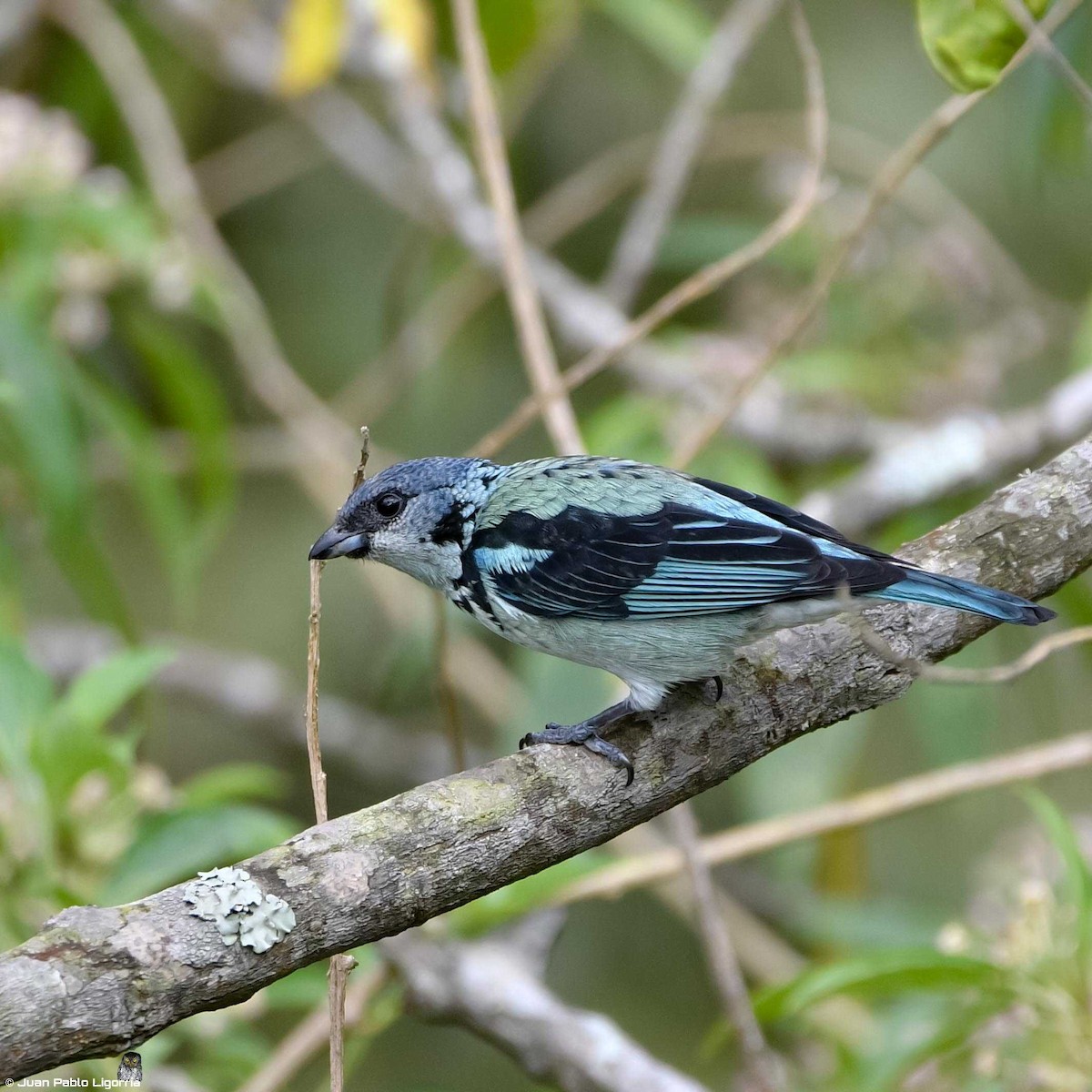 Azure-rumped Tanager - ML393386531