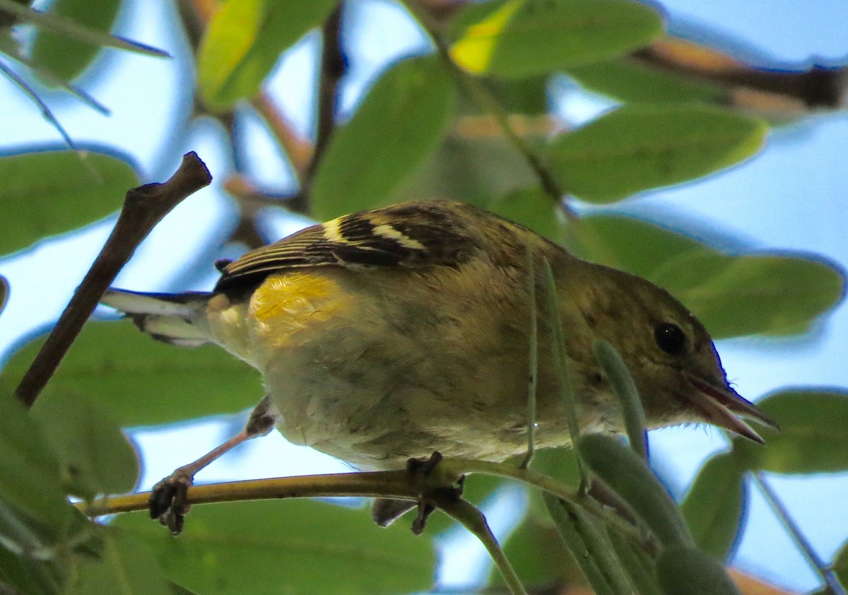 Bay-breasted Warbler - ML393392241