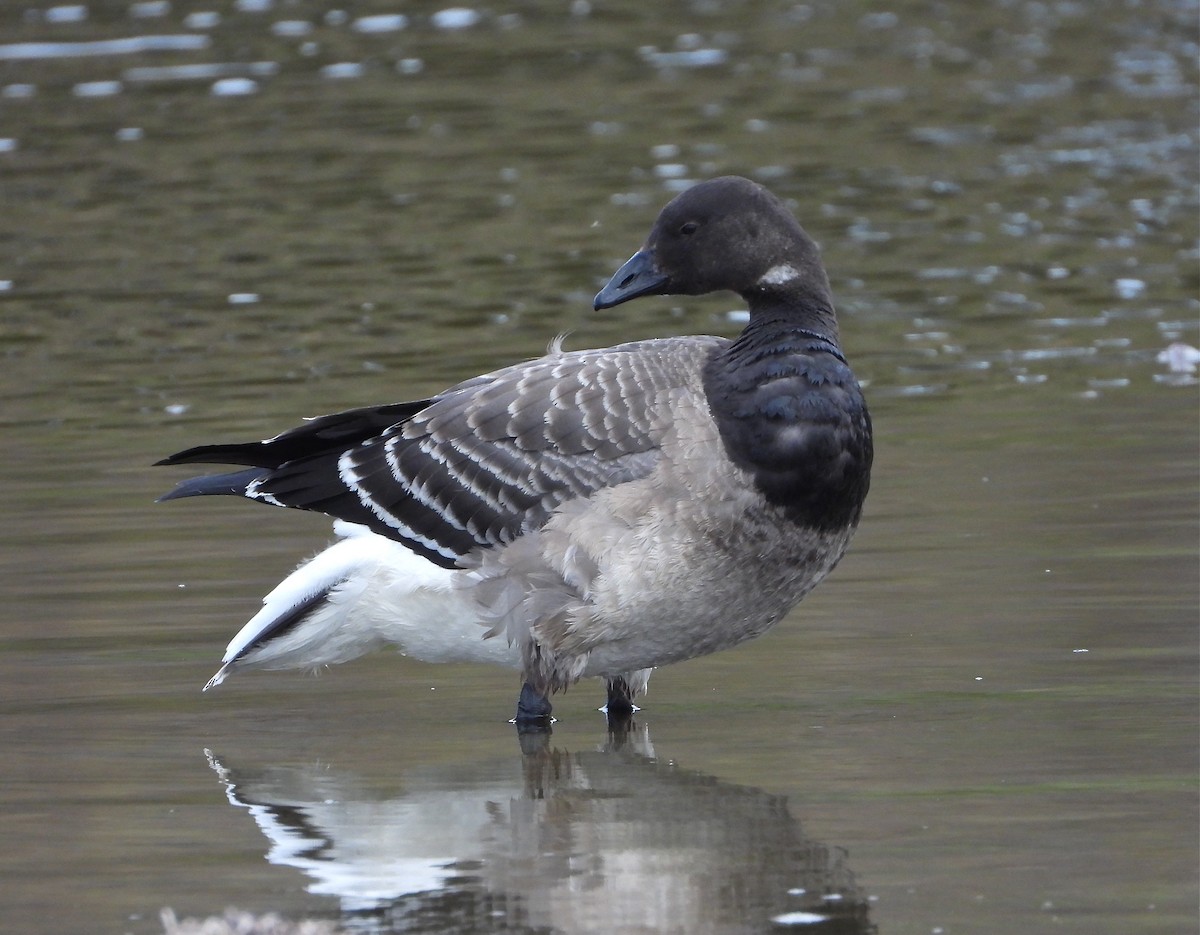 Brant - Pair of Wing-Nuts
