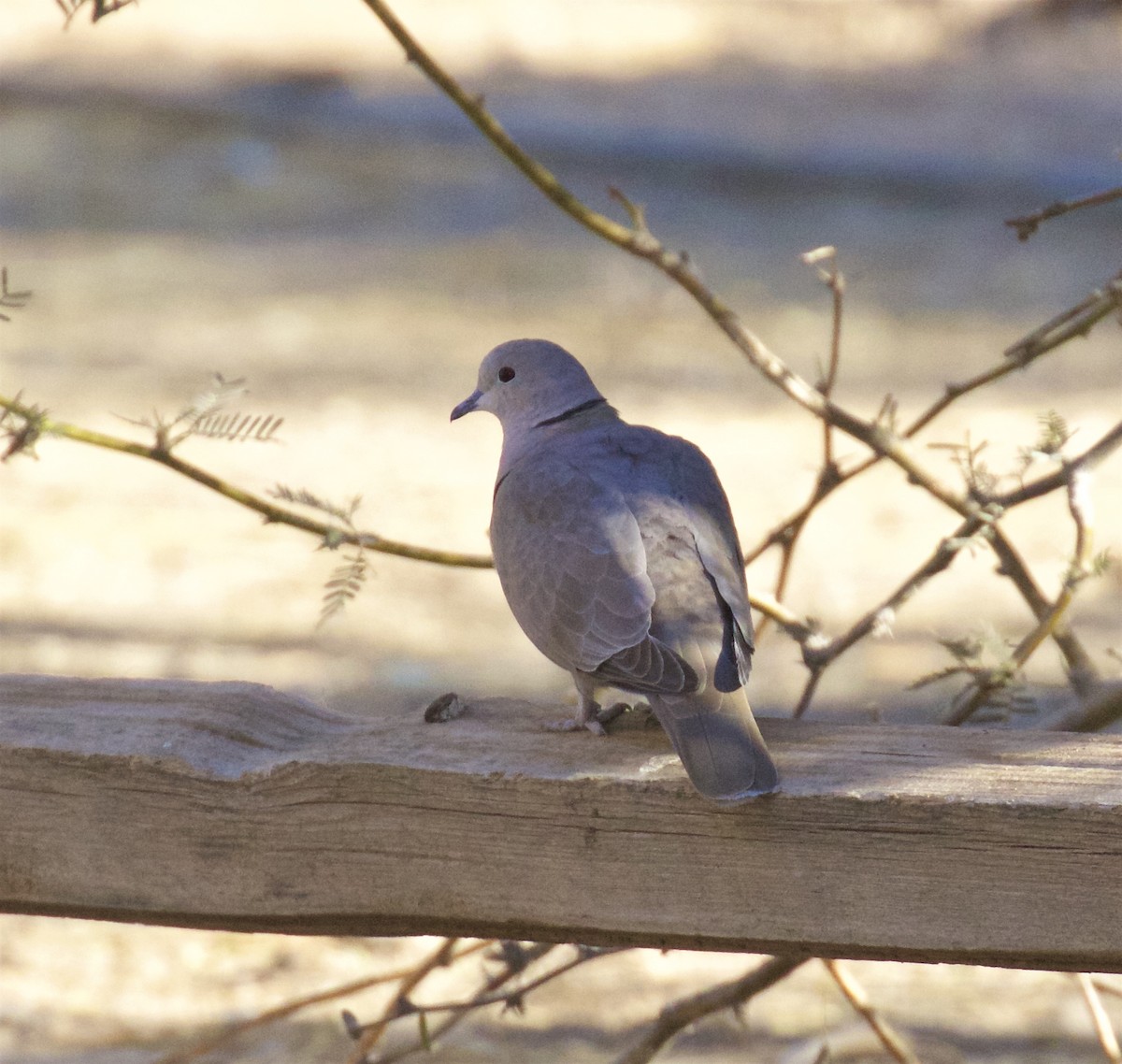Eurasian Collared-Dove - Alison Hiers