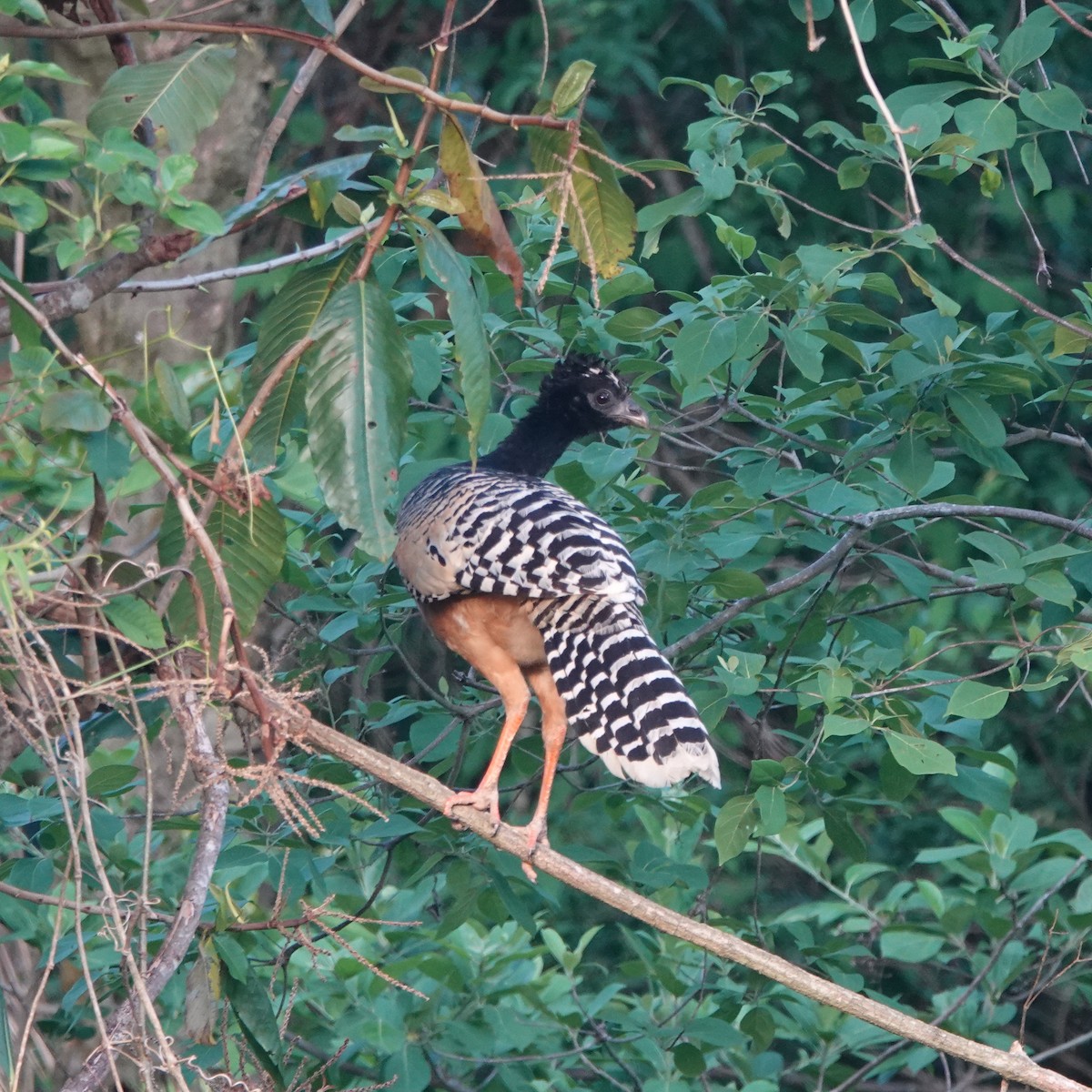 Bare-faced Curassow - ML393401851