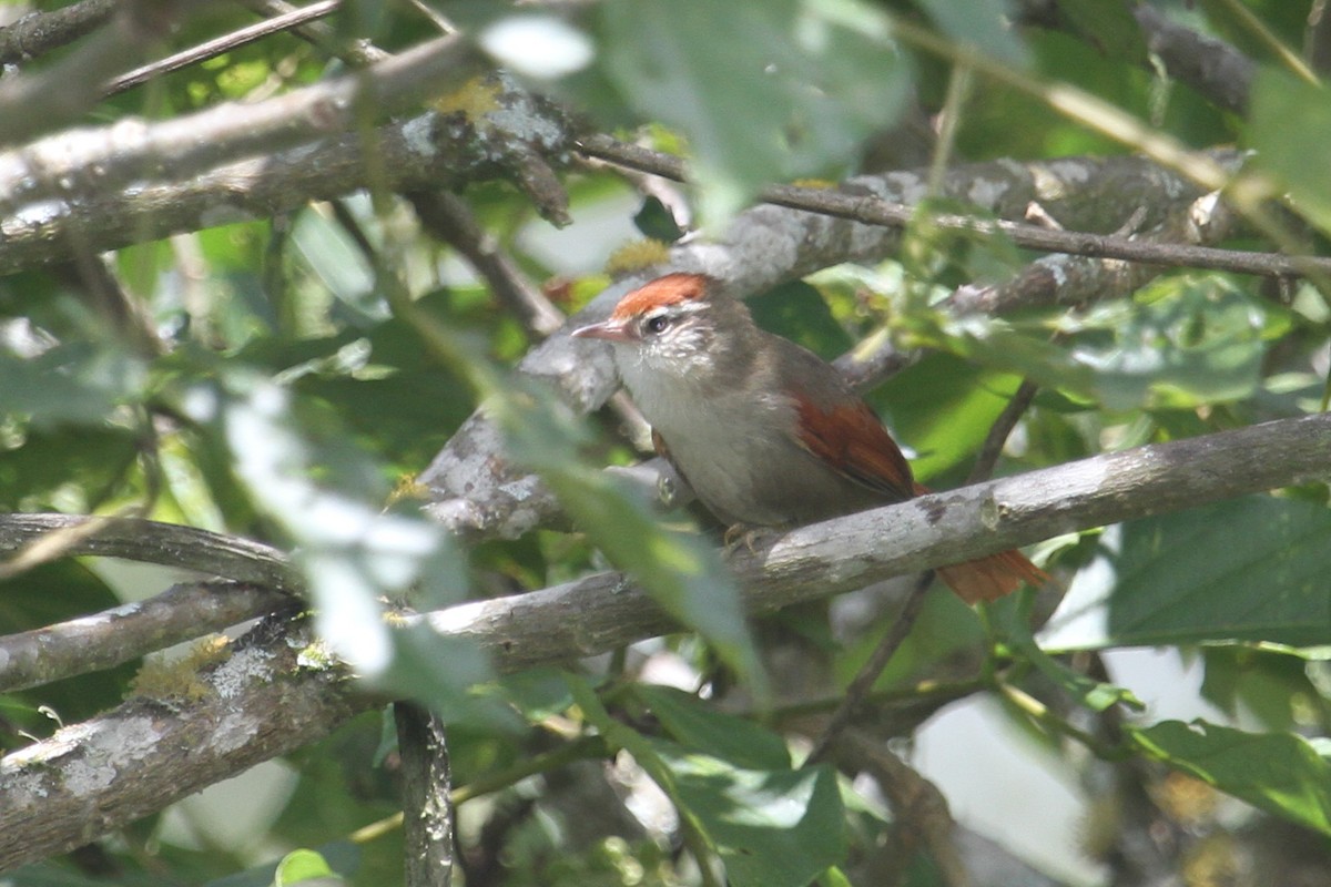 Line-cheeked Spinetail - ML393403411