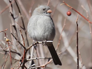 Female/nonbreeding male - sam hough - ML39340961