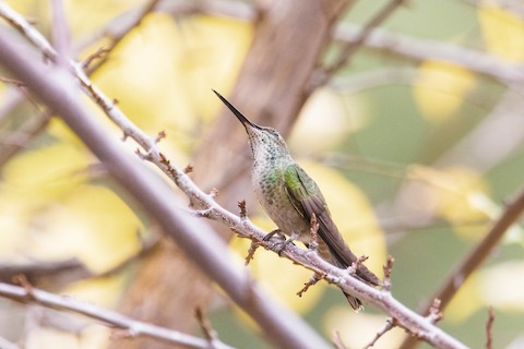 berylline hummingbird