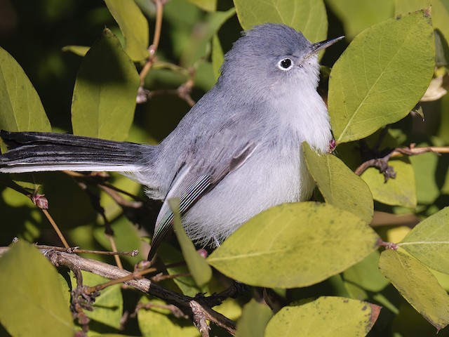 Blue-gray Gnatcatcher - eBird