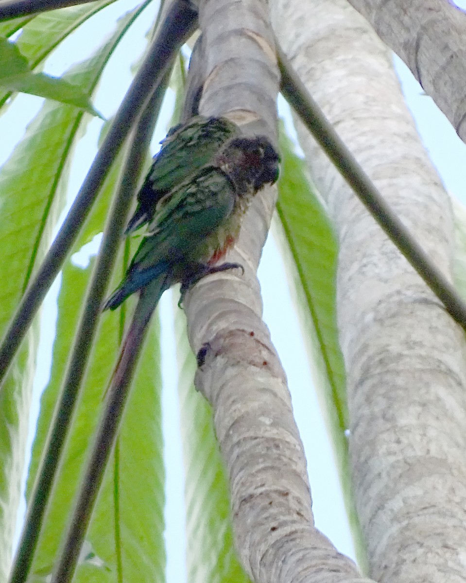 Pembe Alınlı Papağan (peruviana/dilutissima) - ML393412011