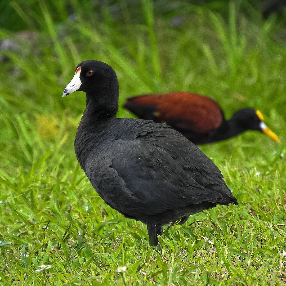 American Coot - Jeison  Hernández