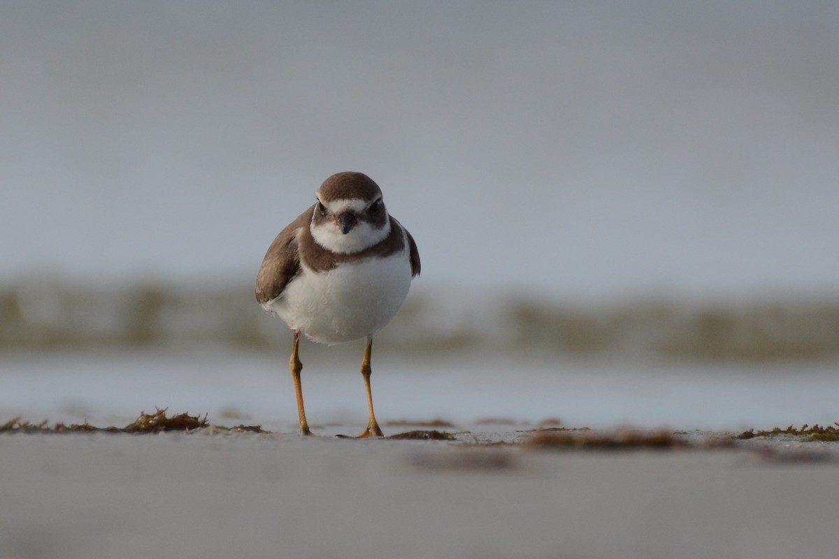 Semipalmated Plover - ML39341931