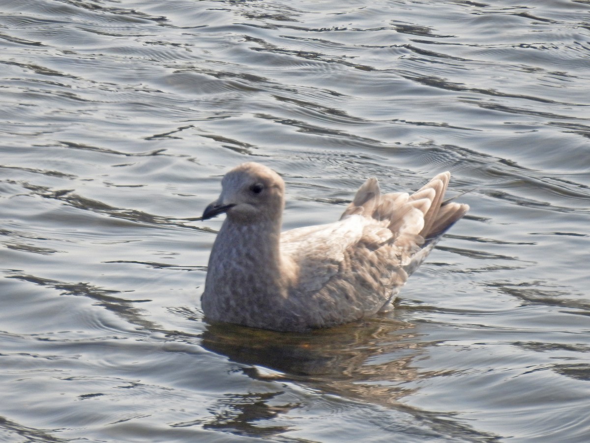 Herring x Glaucous-winged Gull (hybrid) - Layton Pace