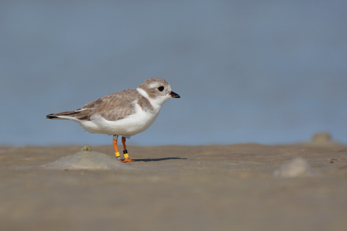 Piping Plover - ML39341981