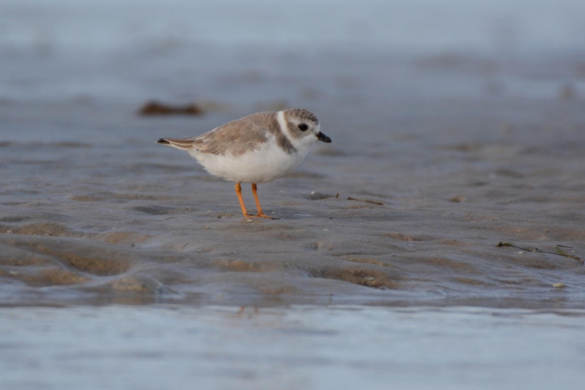 Piping Plover - ML39341991