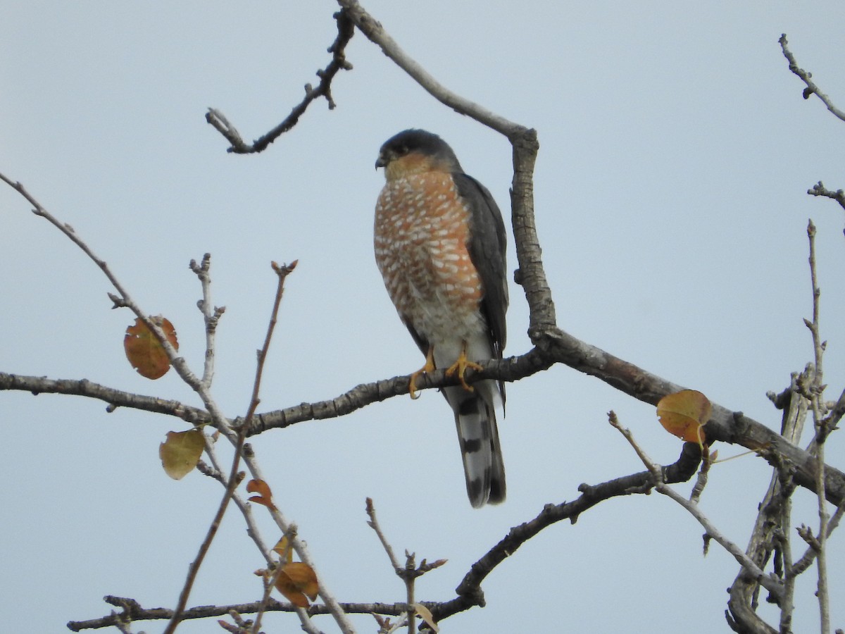 Sharp-shinned Hawk (Northern) - Azucena Olvera