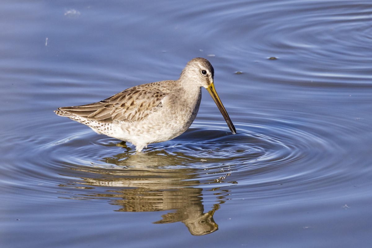 Long-billed Dowitcher - Nathan  Shinkle