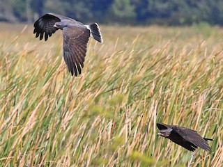 太った鳥 たーこいず🪴2. on X