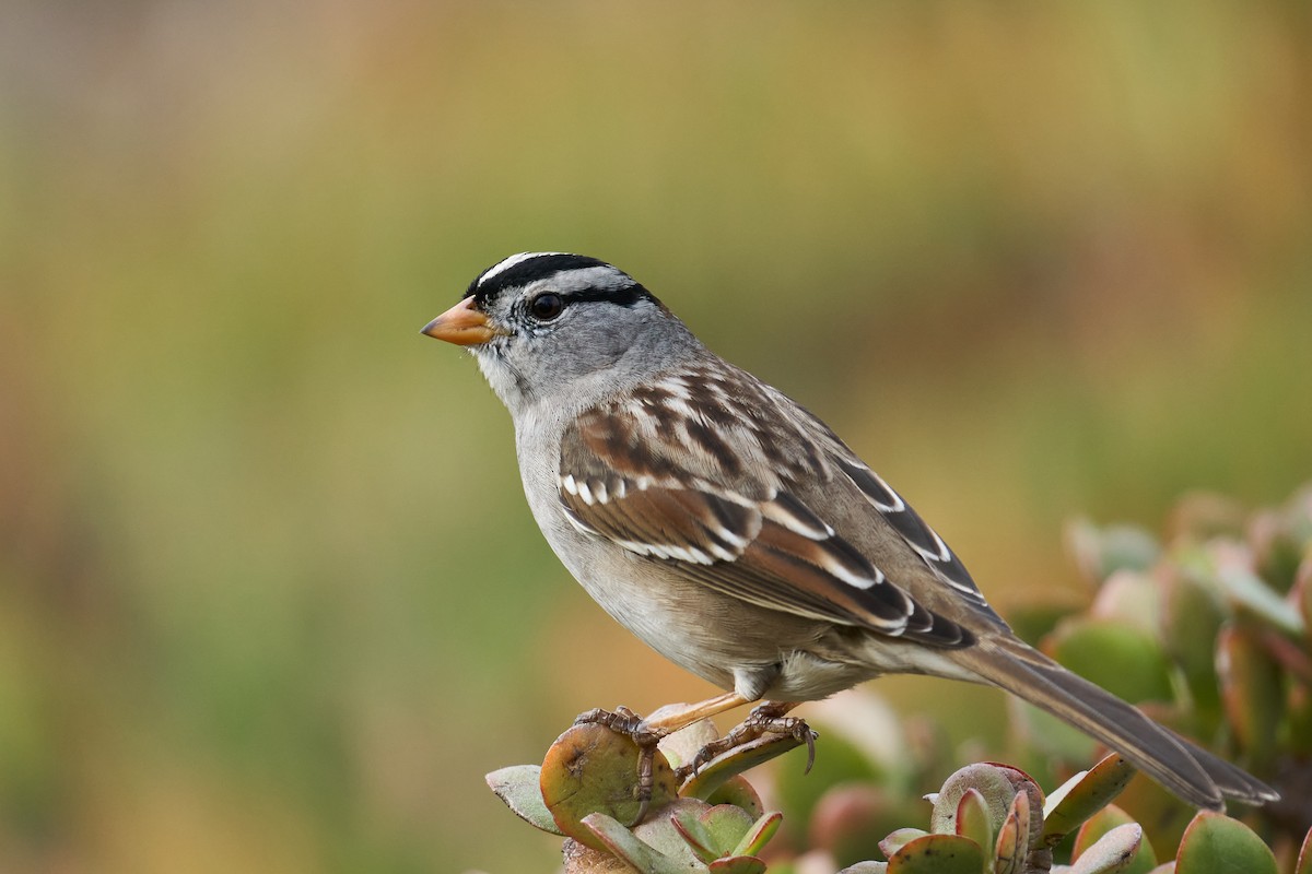 White-crowned Sparrow - ML393429641