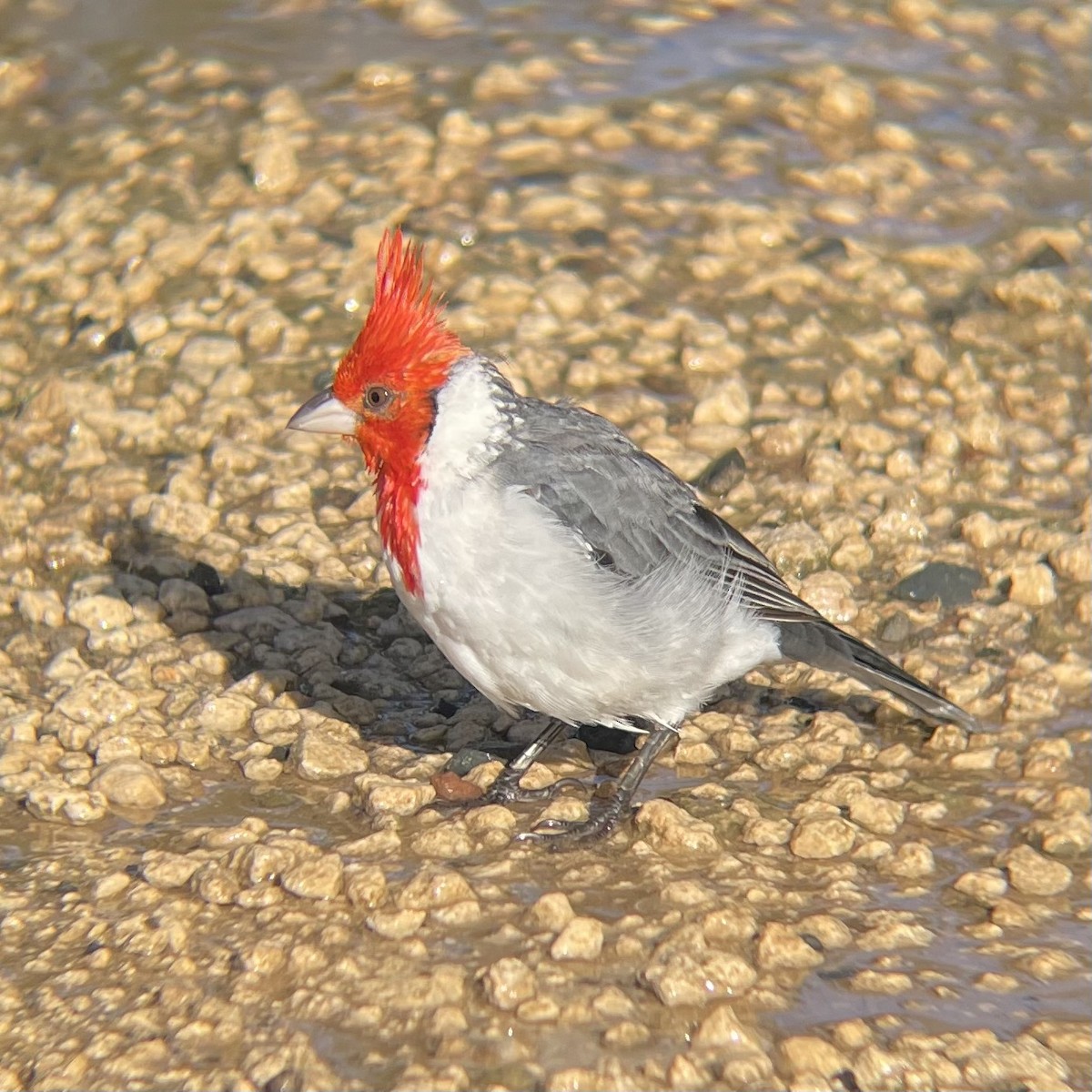 Red-crested Cardinal - ML393429921