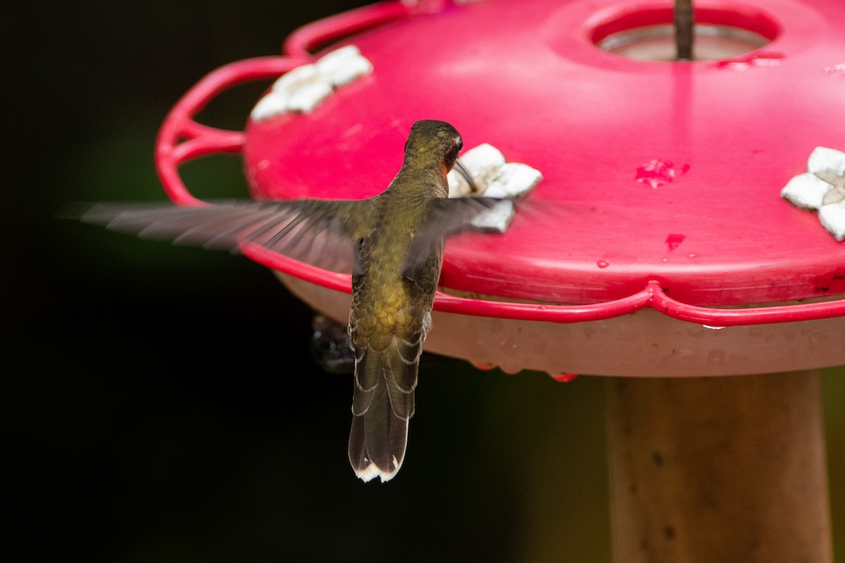 Pale-tailed Barbthroat - ML393429961