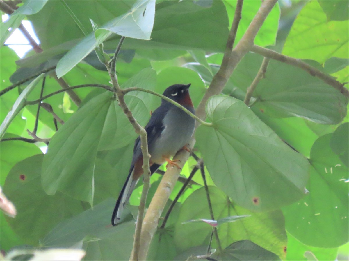 Rufous-throated Solitaire - ML393430201