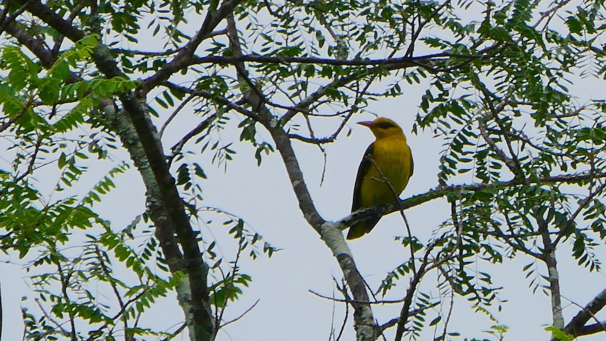 Indian Golden Oriole - ML393431241