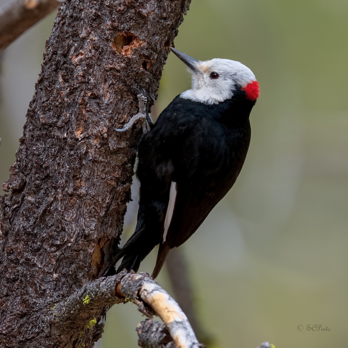 White-headed Woodpecker - Shailesh Pinto