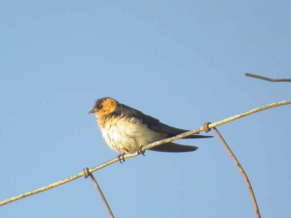 Red-rumped Swallow (Red-rumped) - Tristan ap Rheinallt