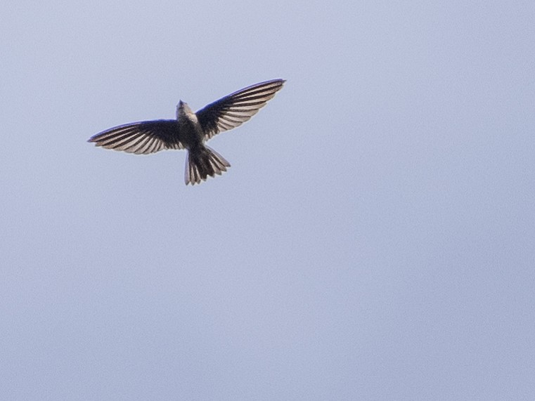 Black-nest Swiftlet - Charmain Ang