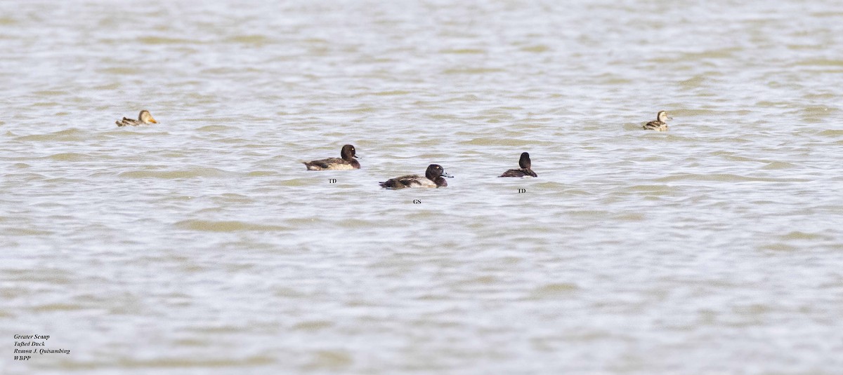 Greater Scaup - ML393442861
