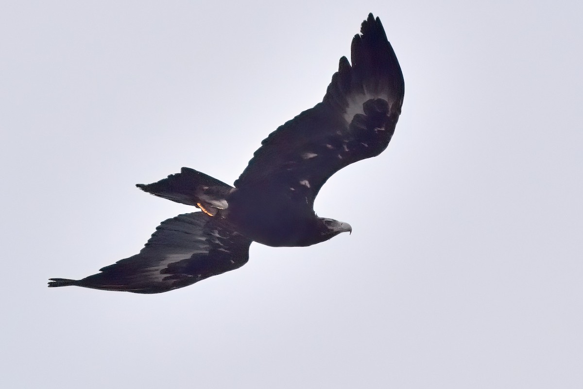 Wedge-tailed Eagle - ML393444151