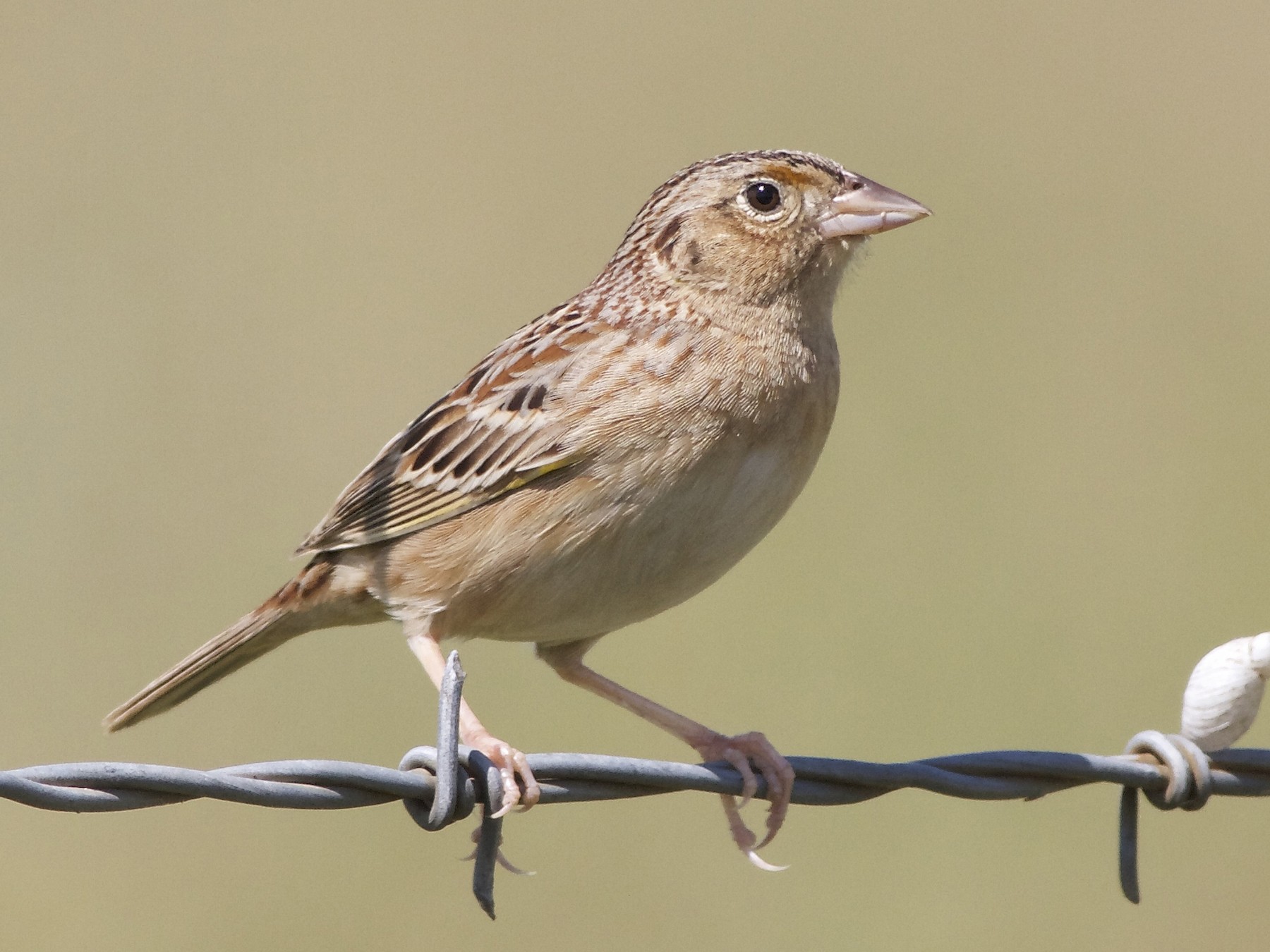 Grasshopper Sparrow - Virginia Breeding Bird Atlas