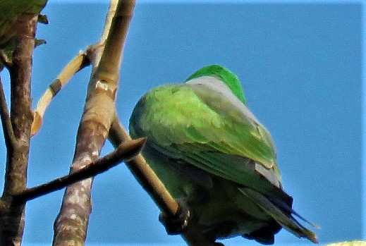 Sri Lanka Hanging-Parrot - ML393449021