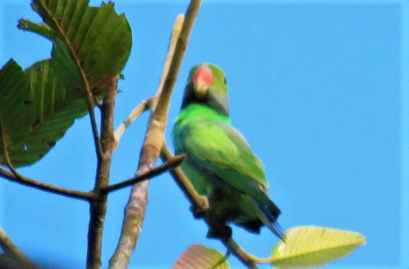 Sri Lanka Hanging-Parrot - ML393449031