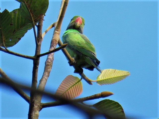 Sri Lanka Hanging-Parrot - ML393449041