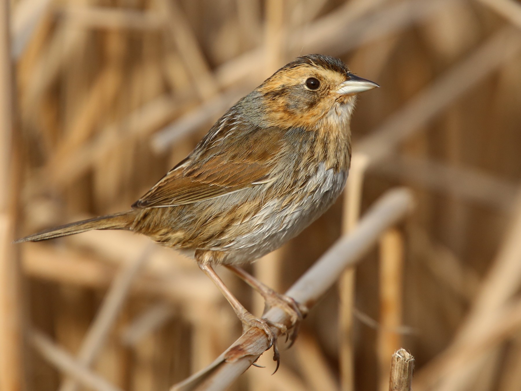 Nelson's Sparrow - eBird