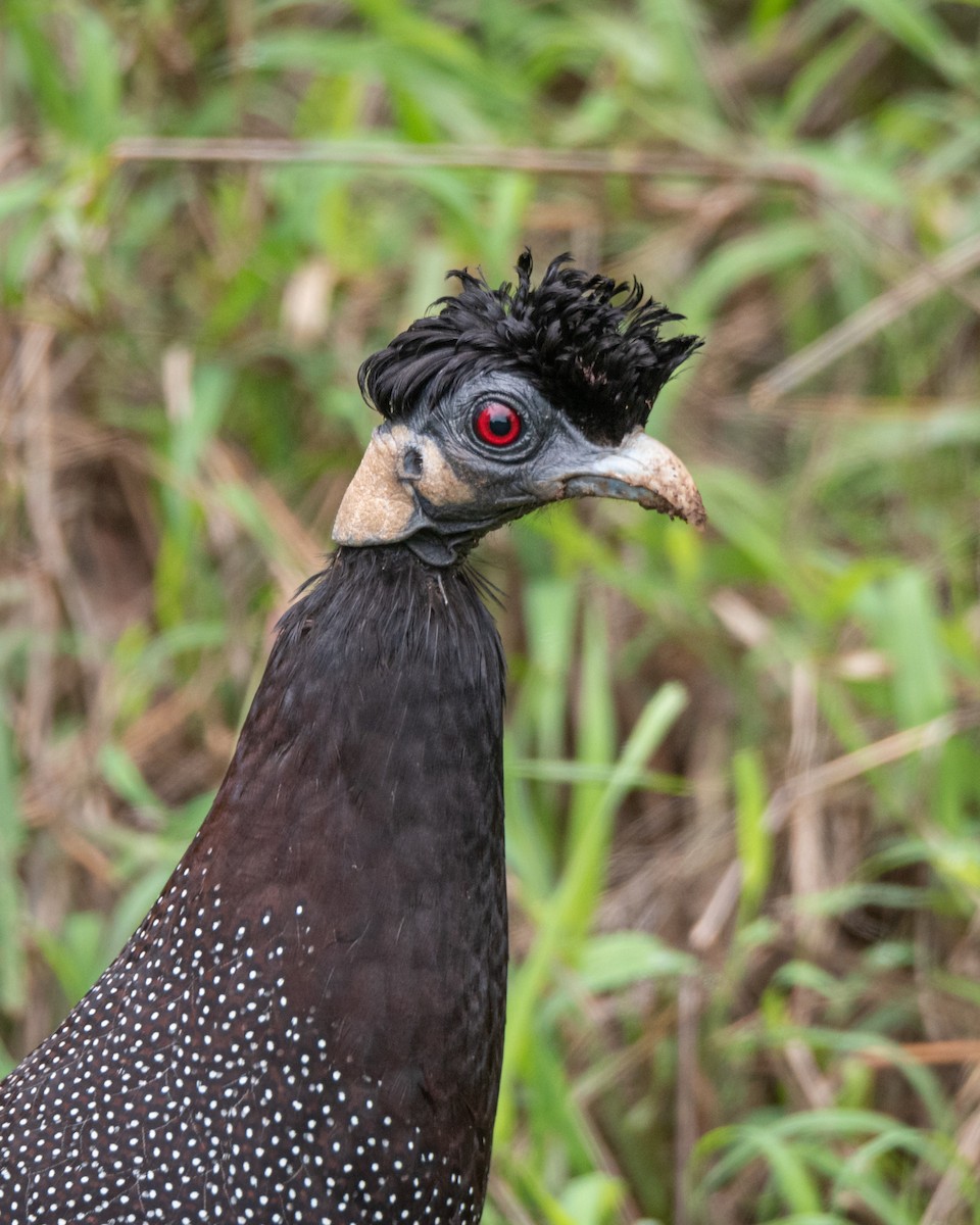 Southern Crested Guineafowl - Alistair Routledge