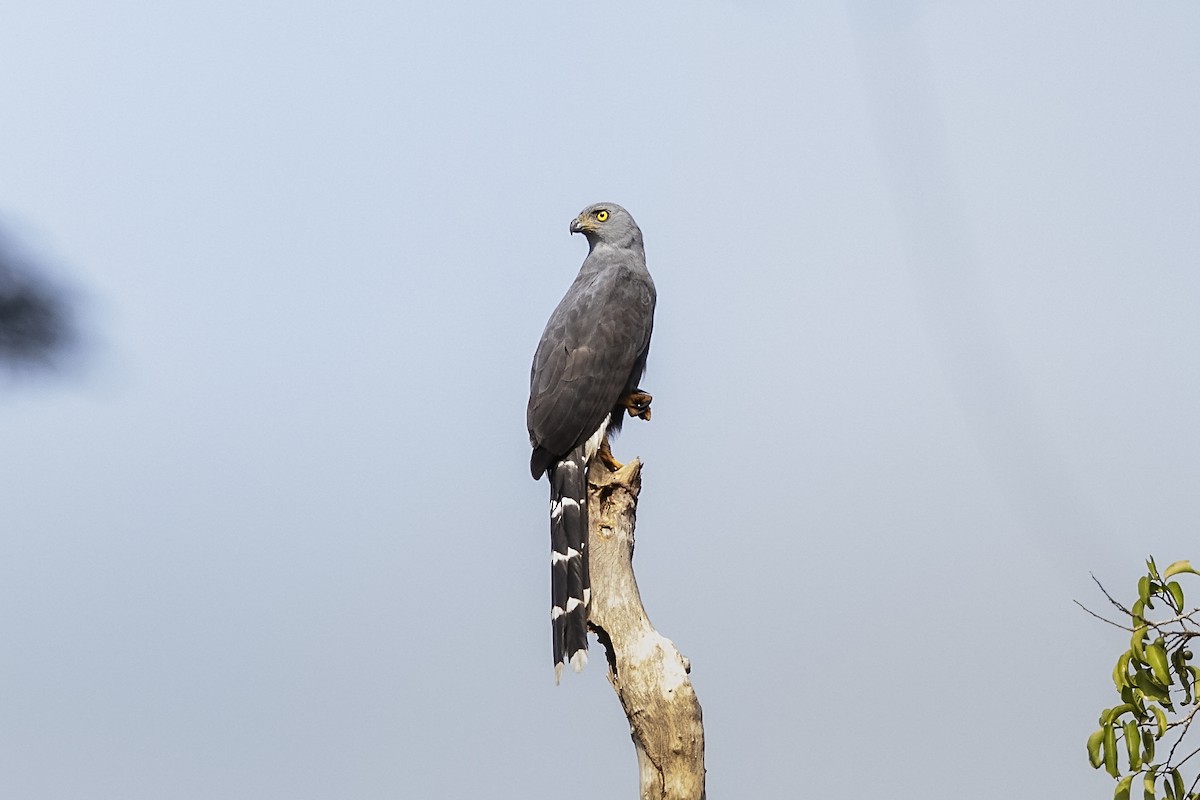 Long-tailed Hawk - Stefan Hirsch