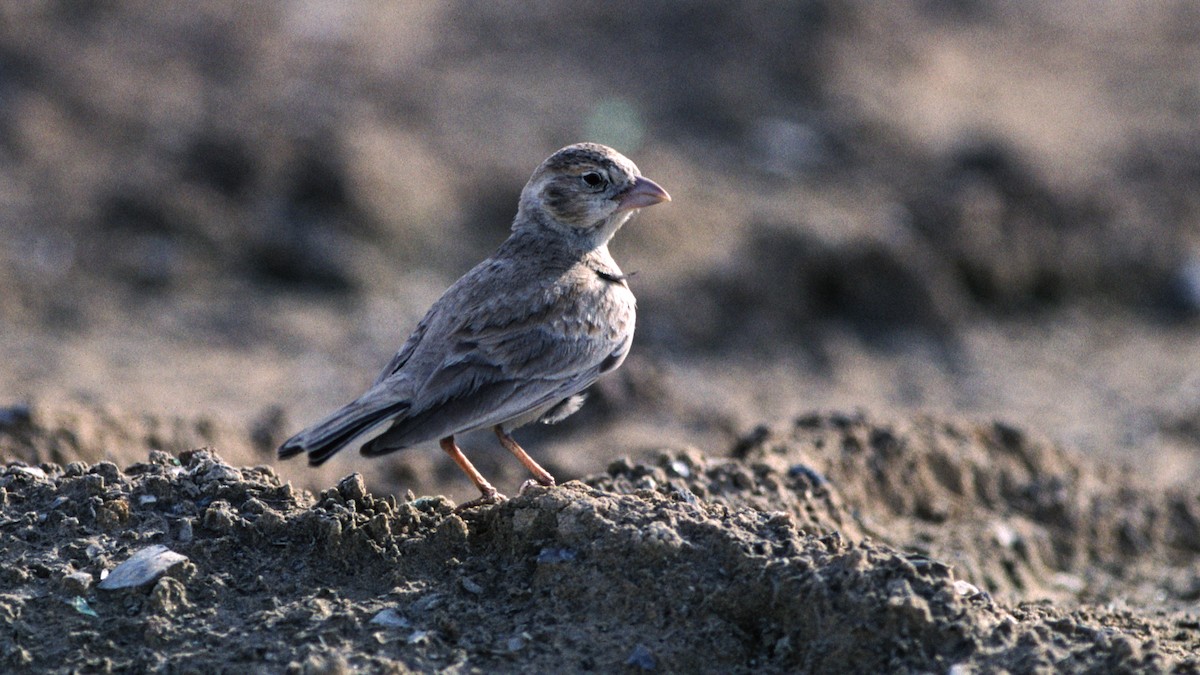 Black-crowned Sparrow-Lark - Martti Siponen