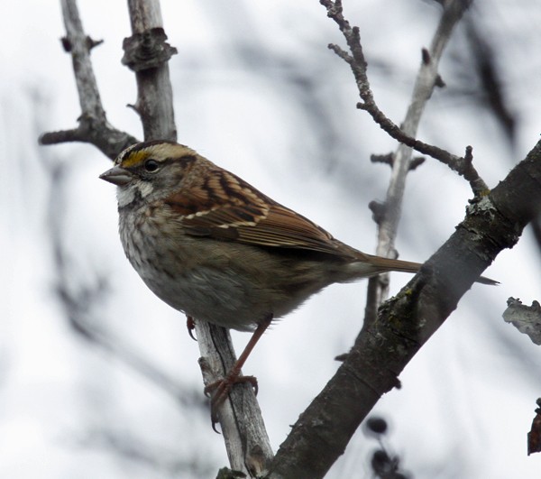 White-throated Sparrow - ML39345891