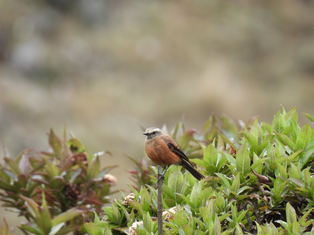 Brown-backed Chat-Tyrant - Jennifer Nelson