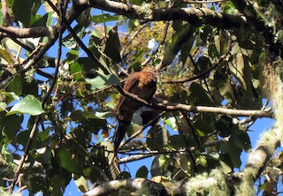 Little Cuckoo-Dove, ML393460851