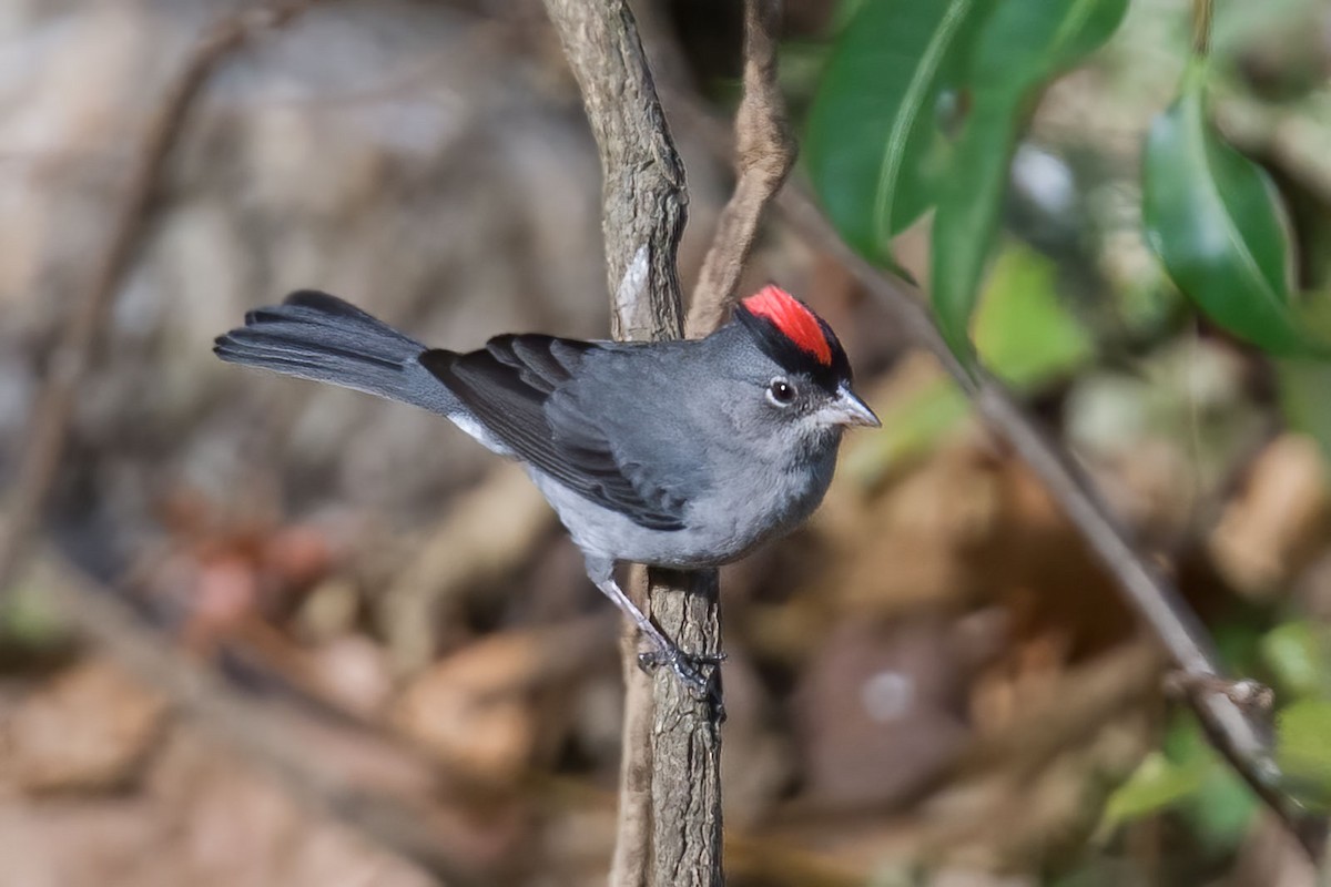 Pileated Finch - ML393463481