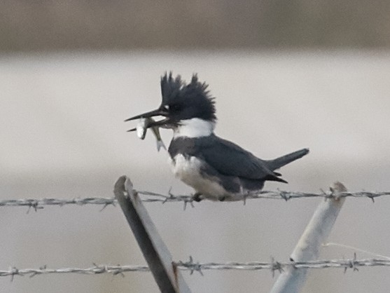 Belted Kingfisher - ML39346641