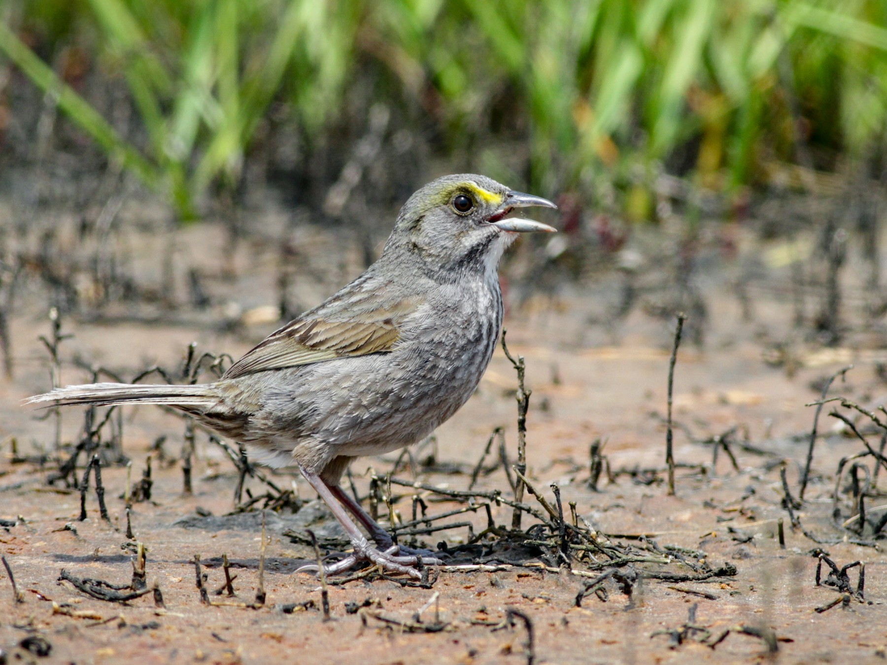 Seaside Sparrow - Ian Davies