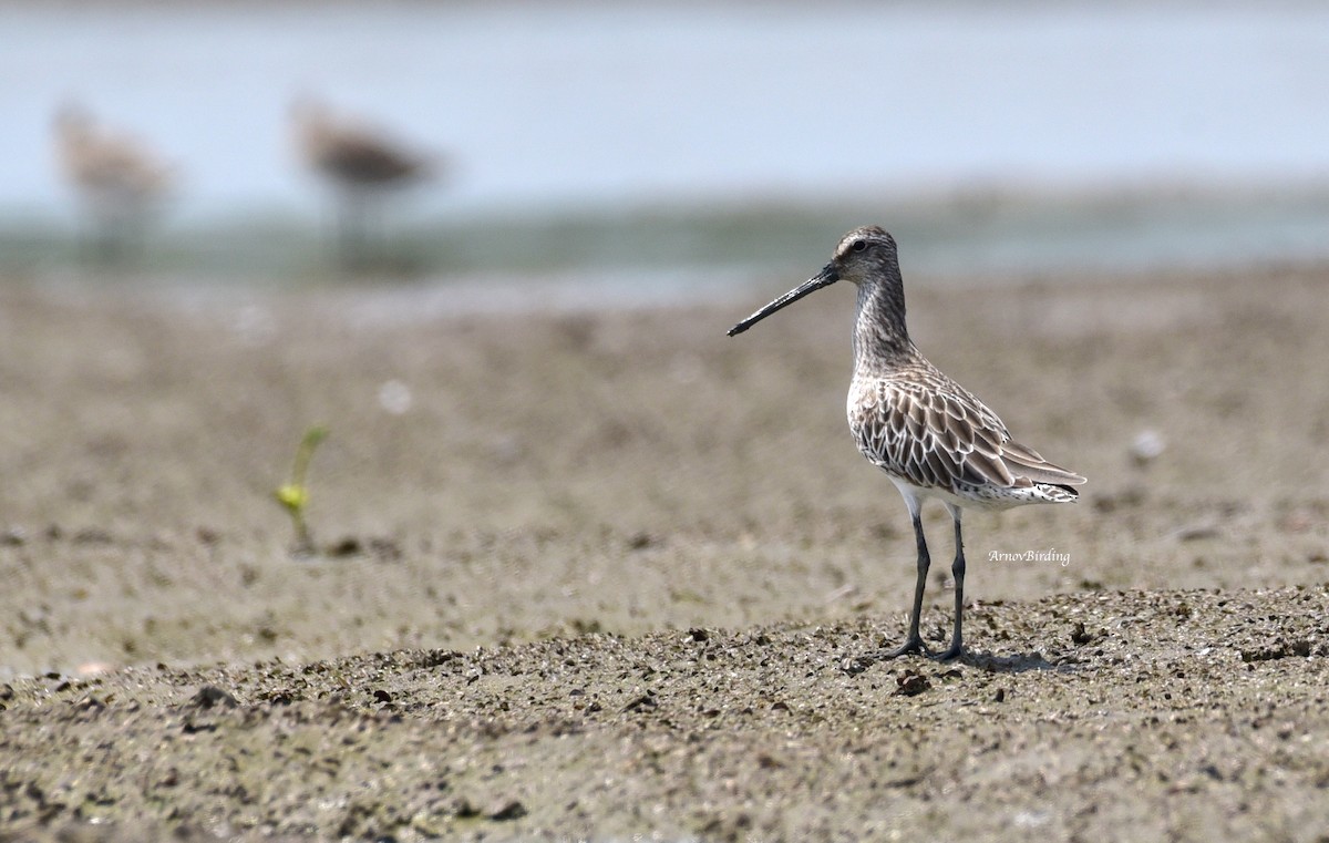 Asian Dowitcher - ML393470171