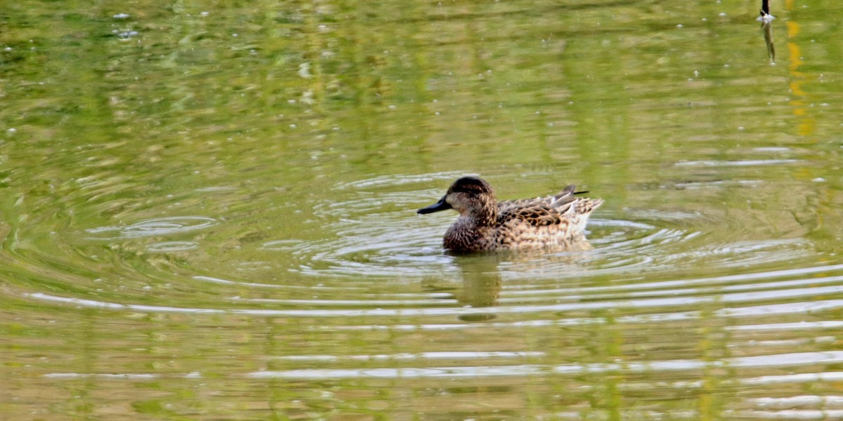 Green-winged Teal - ML393471281